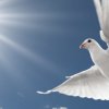 pigeon-beautiful-best-hd-wallpaper-960x350